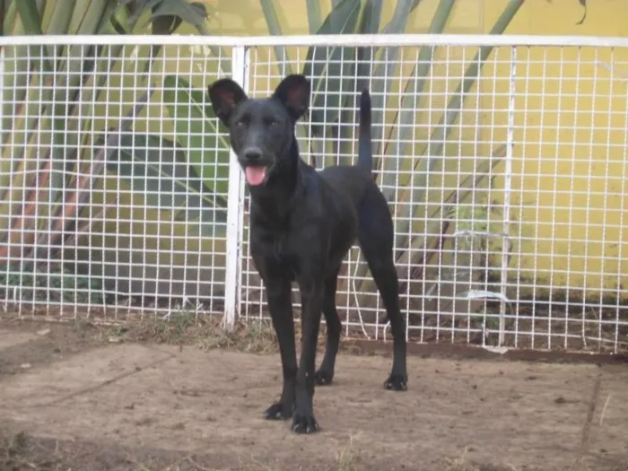Cachorro ra a SRD idade 1 ano nome Haná