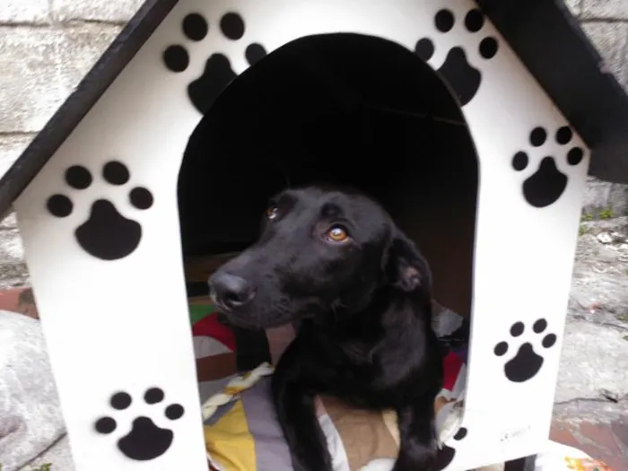 Cachorro ra a SRD idade 1 ano nome Haná