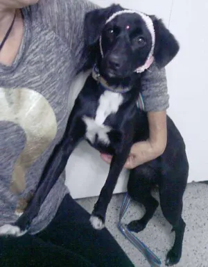 Cachorro raça SRD idade 7 a 11 meses nome LILICA