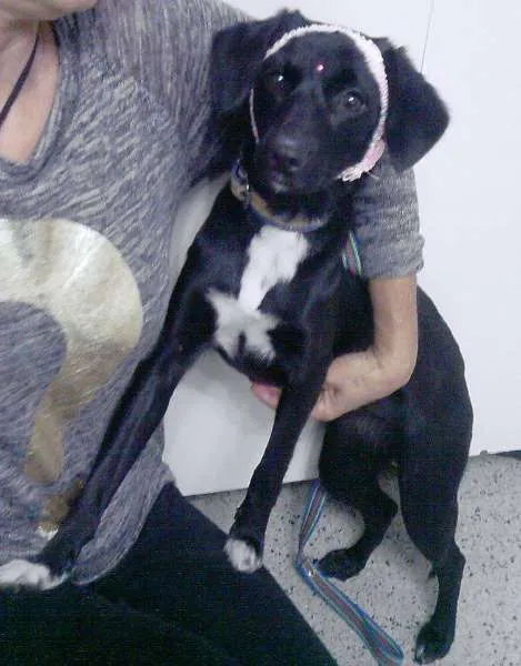Cachorro ra a SRD idade 7 a 11 meses nome LILICA