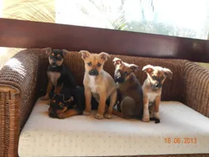 Cachorro raça SRD idade 2 a 6 meses nome PINGO, BENTO,LOLLA,