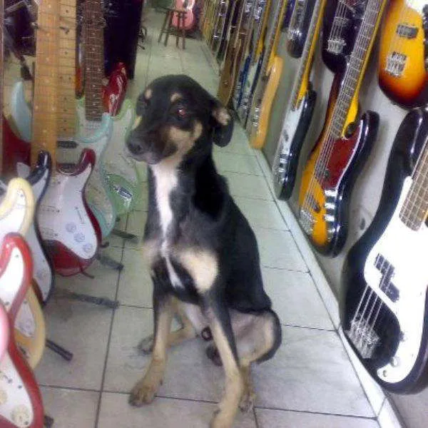Cachorro ra a SRD idade 2 anos nome VIOLA