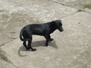 Cachorro raça srs idade 1 ano nome Nina