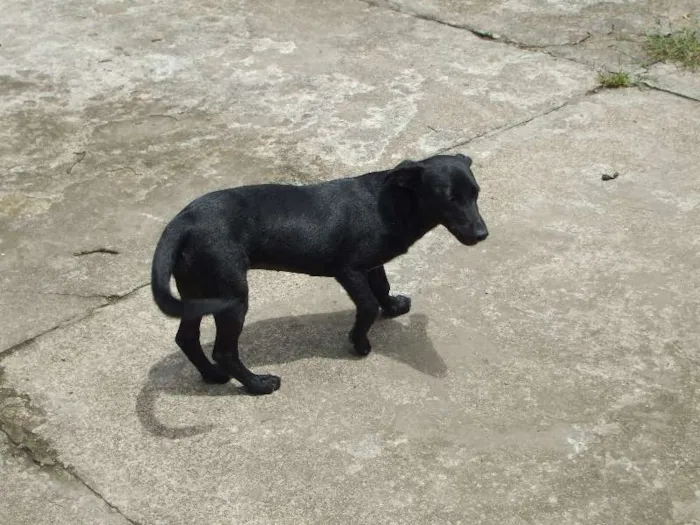 Cachorro ra a srs idade 1 ano nome Nina