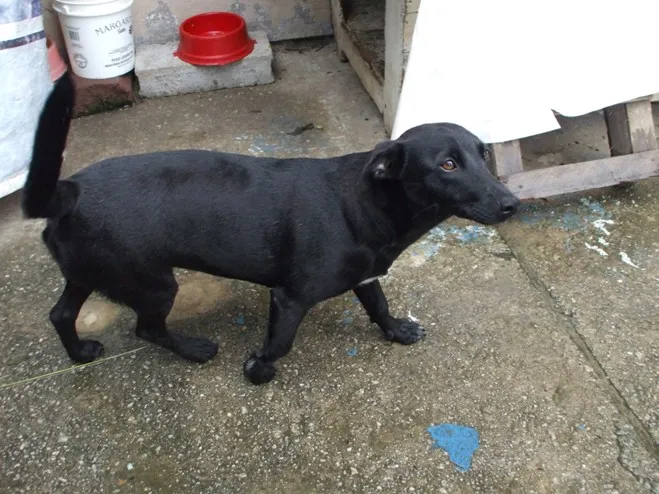 Cachorro ra a srs idade 1 ano nome Nina