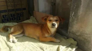 Cachorro raça SRD idade 2 anos nome BONECA