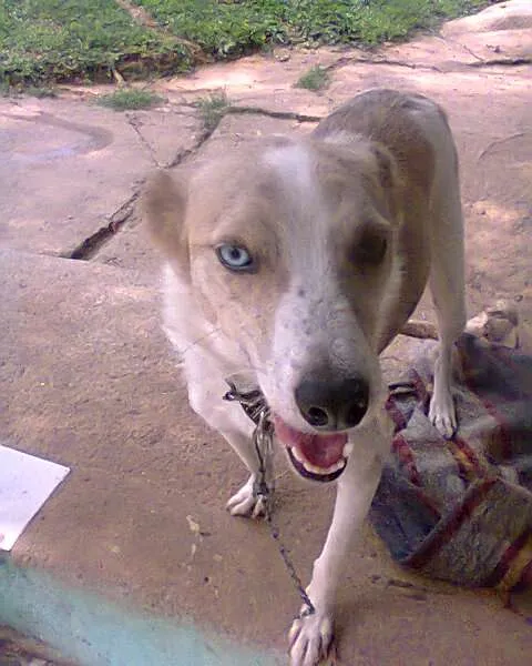 Cachorro ra a SRD idade 1 ano nome Liz