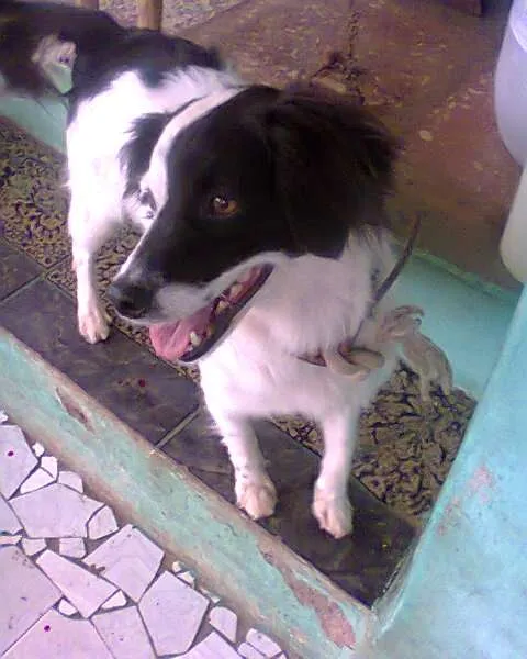 Cachorro ra a srd idade 2 anos nome Lessi