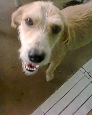 Cachorro raça SRD idade 2 anos nome Estopinha