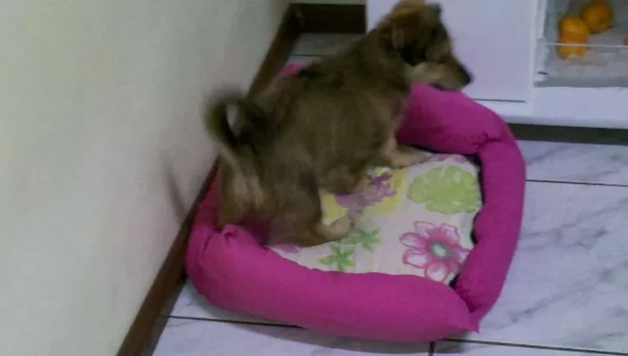 Cachorro ra a SRD idade 2 a 6 meses nome não tem