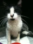 Bebê