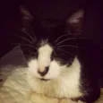 Bebê