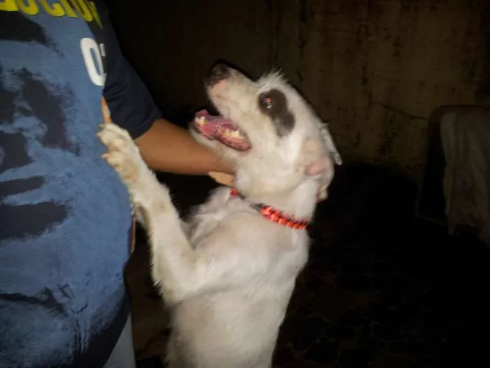 Cachorro ra a SRD idade 1 ano nome sem nome