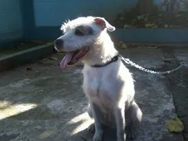 Cachorro ra a SRD idade 1 ano nome sem nome