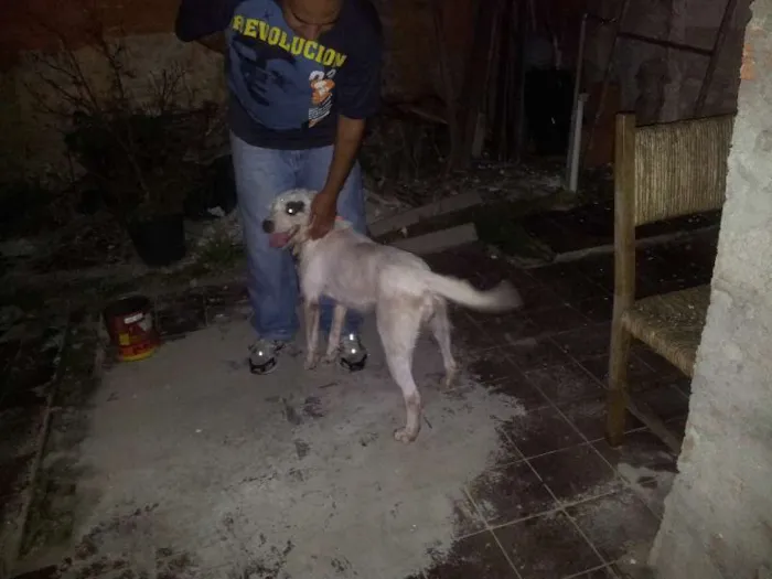 Cachorro ra a SRD idade 1 ano nome sem nome