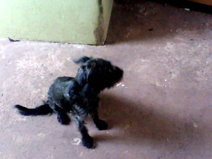 Cachorro ra a Vira Lata idade 7 a 11 meses nome Mili e Black