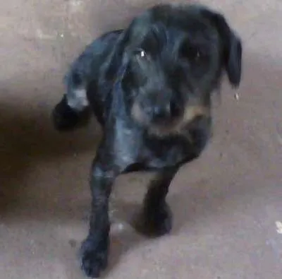 Cachorro ra a Vira Lata idade 7 a 11 meses nome Mili e Black