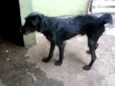 Mili e Black