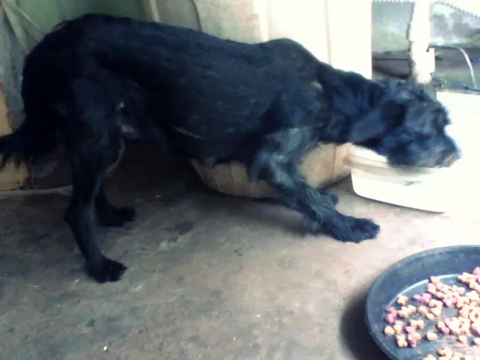Cachorro ra a Vira Lata idade 7 a 11 meses nome Mili e Black