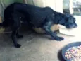 Mili e Black