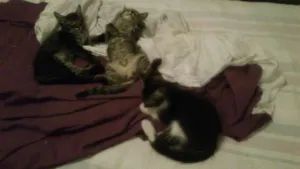 Gato raça Mestiça com Angorá idade 2 a 6 meses nome Sabrina, Kelly e Gil
