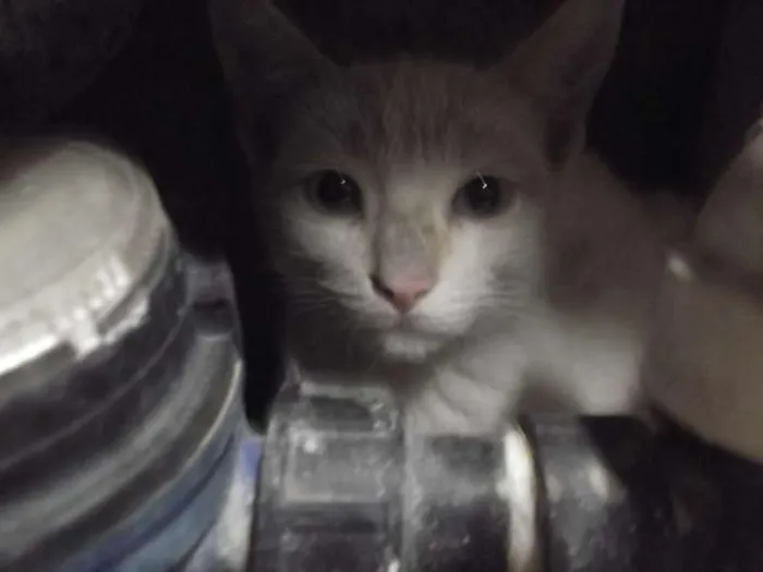 Gato ra a idade 2 a 6 meses nome bola de neve