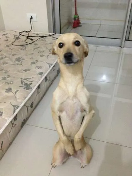 Cachorro ra a Vira-lata idade 2 anos nome Nina