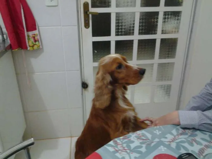 Cachorro ra a cocker idade 3 anos nome sem nome