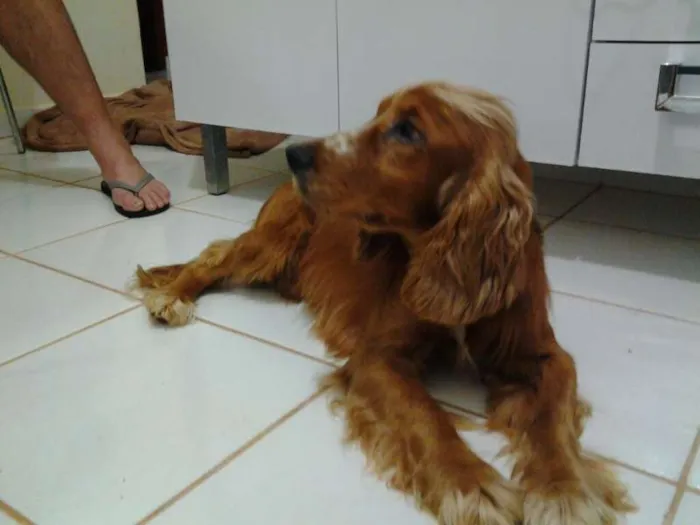 Cachorro ra a cocker idade 3 anos nome sem nome