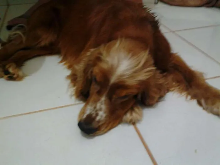 Cachorro ra a cocker idade 3 anos nome sem nome