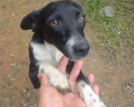 Cachorro raça SRD idade 5 anos nome Emilly