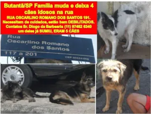 Cachorro raça SRD idade 6 ou mais anos nome IDOSOS BUTANTÃ