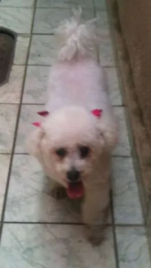 Cachorro raça Bichon Frise idade  nome Desconhecido