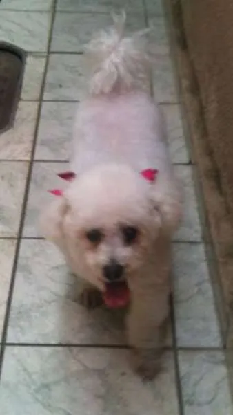 Cachorro ra a Bichon Frise idade  nome Desconhecido