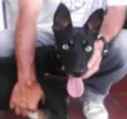 Bred Preto