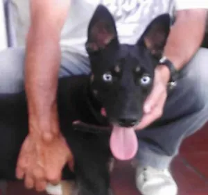 Cachorro raça SRD idade 1 ano nome Bred Preto