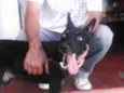 Bred Preto