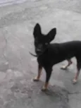 Bred Preto