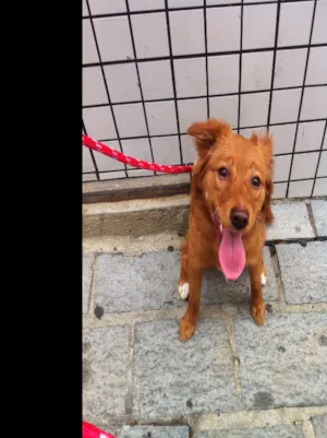 Cachorro raça Mistura de golden idade 7 a 11 meses nome Lilly