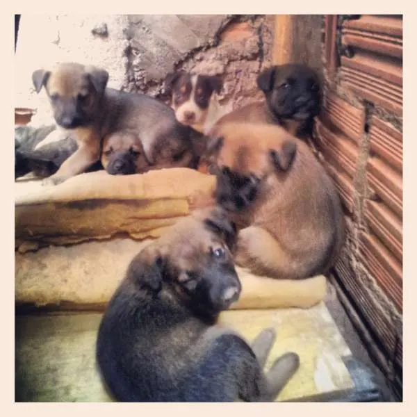 Cachorro ra a não tem idade Abaixo de 2 meses nome não tem