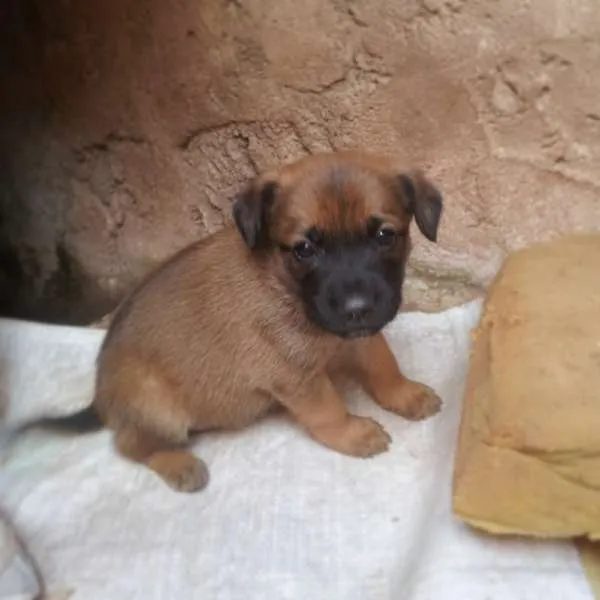 Cachorro ra a não tem idade Abaixo de 2 meses nome não tem