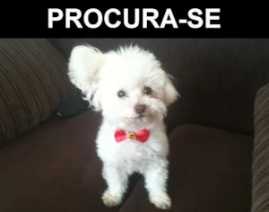 Cachorro raça Poodle idade 6 ou mais anos nome Pig GRATIFICA