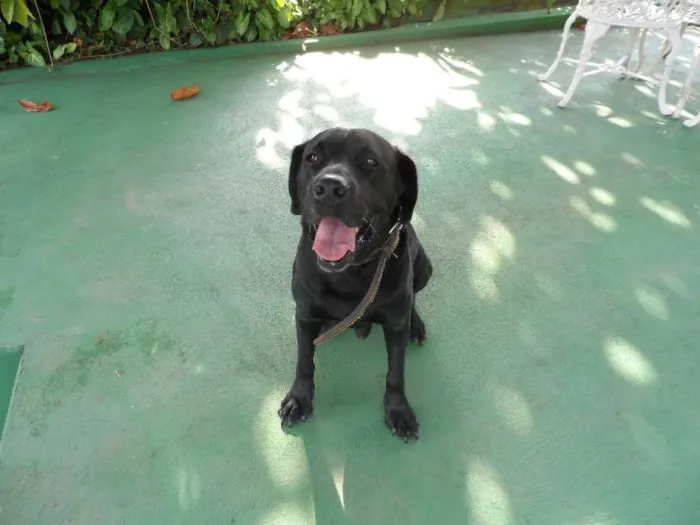 Cachorro ra a labrador idade 2 anos nome brutus
