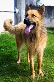 Cachorro ra a SRD idade 2 anos nome Val Kilmer