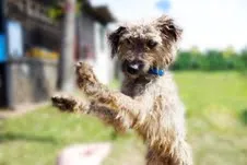 Cachorro ra a POODLE idade 3 anos nome Estopa