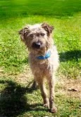 Cachorro ra a POODLE idade 3 anos nome Estopa