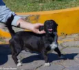 Junior