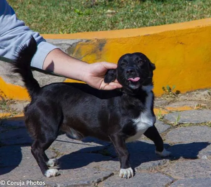 Cachorro ra a SRD idade 2 anos nome Junior