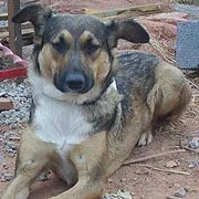 Cachorro raça SRD idade 5 anos nome Maricota
