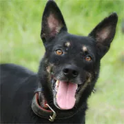 Cachorro raça SRD idade 5 anos nome Tuco